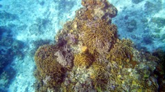 Cozumel healthy reef